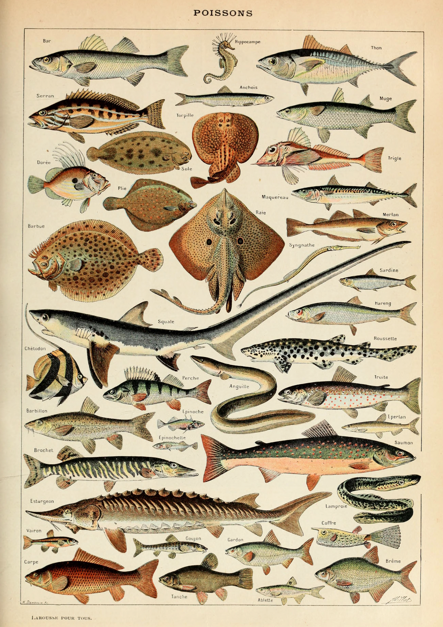 Poissons - Marine Poster